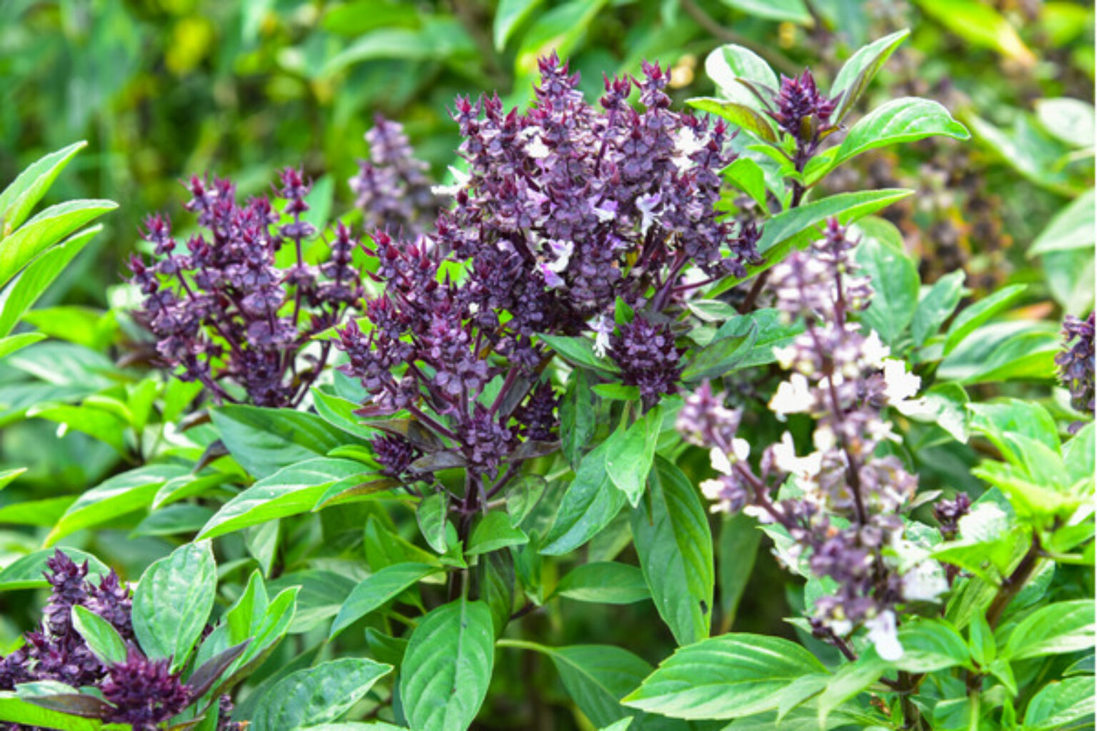 How to Use Basil Flowers A Brief Guide TopBackyards