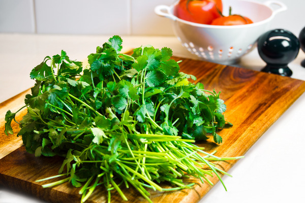 cilantro vs coriander