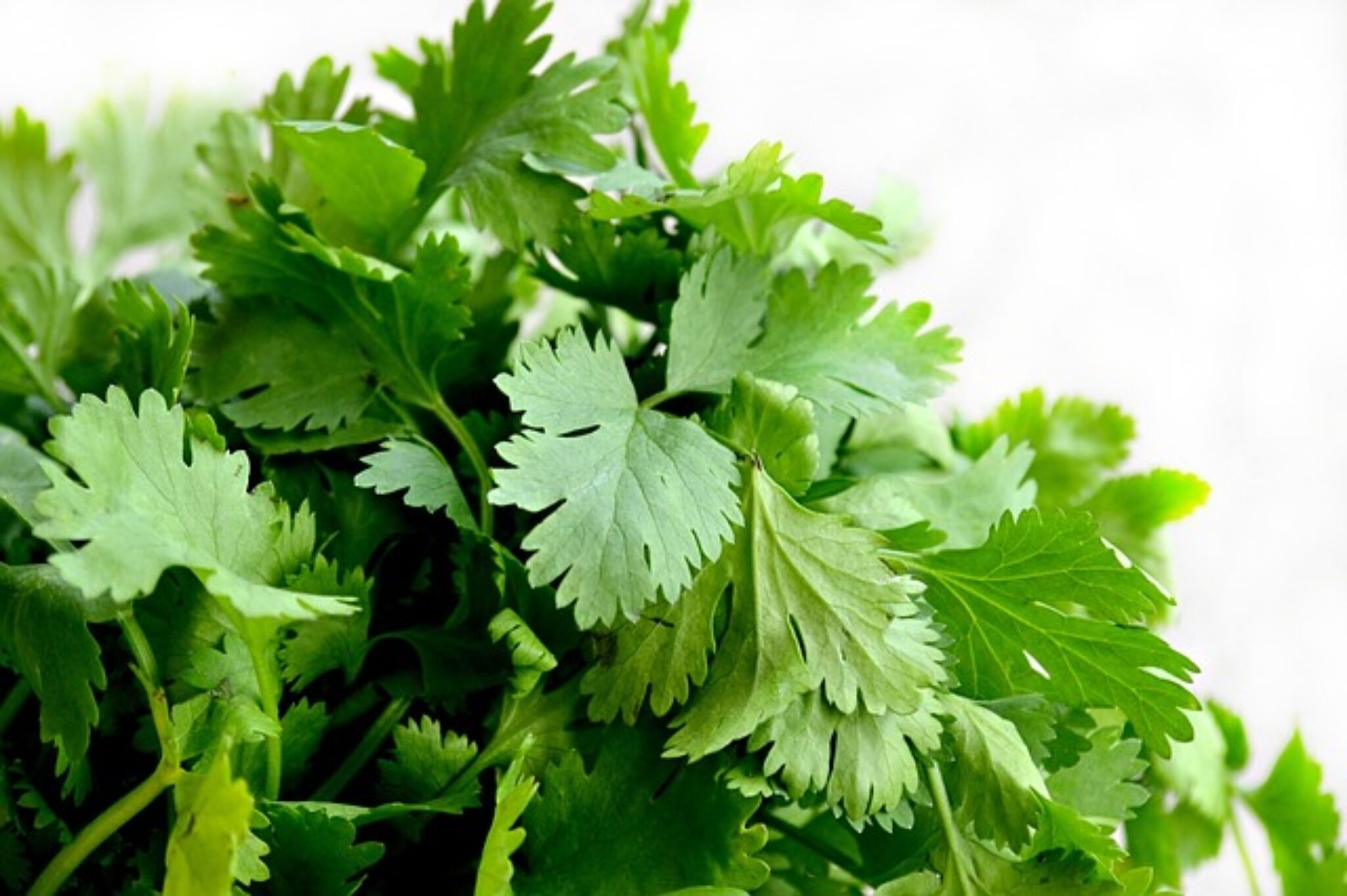 Cilantro vs Coriander Are They the Same? TopBackyards