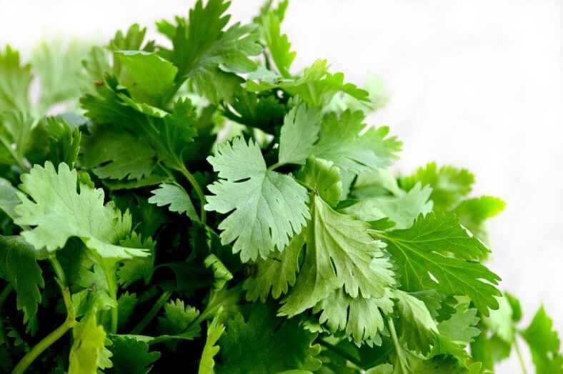 Cilantro vs Coriander Are They the Same? TopBackyards