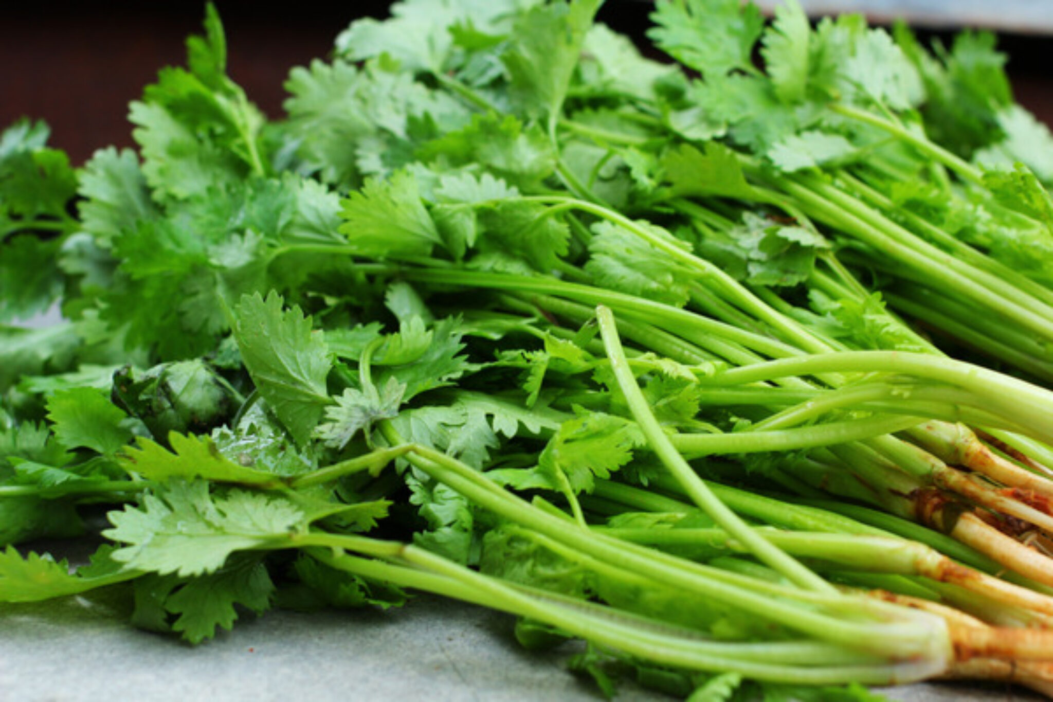 Cilantro vs Coriander Are They the Same? TopBackyards