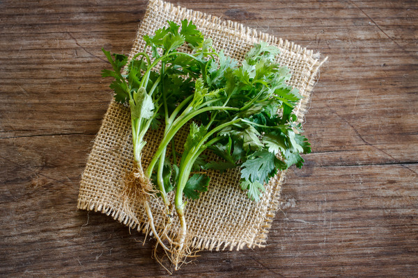 coriander