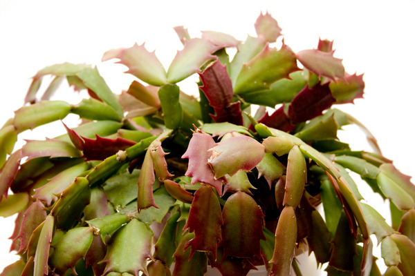 diseased easter cactus