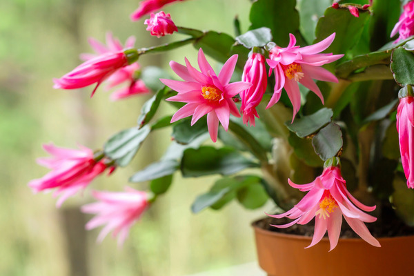 easter cactus plant