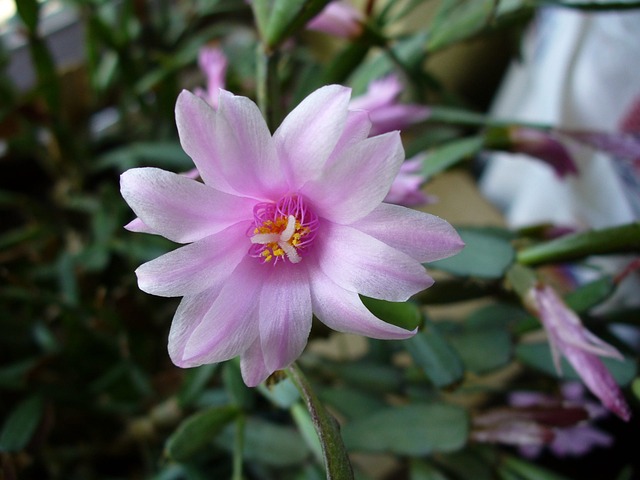 easter cactus plant