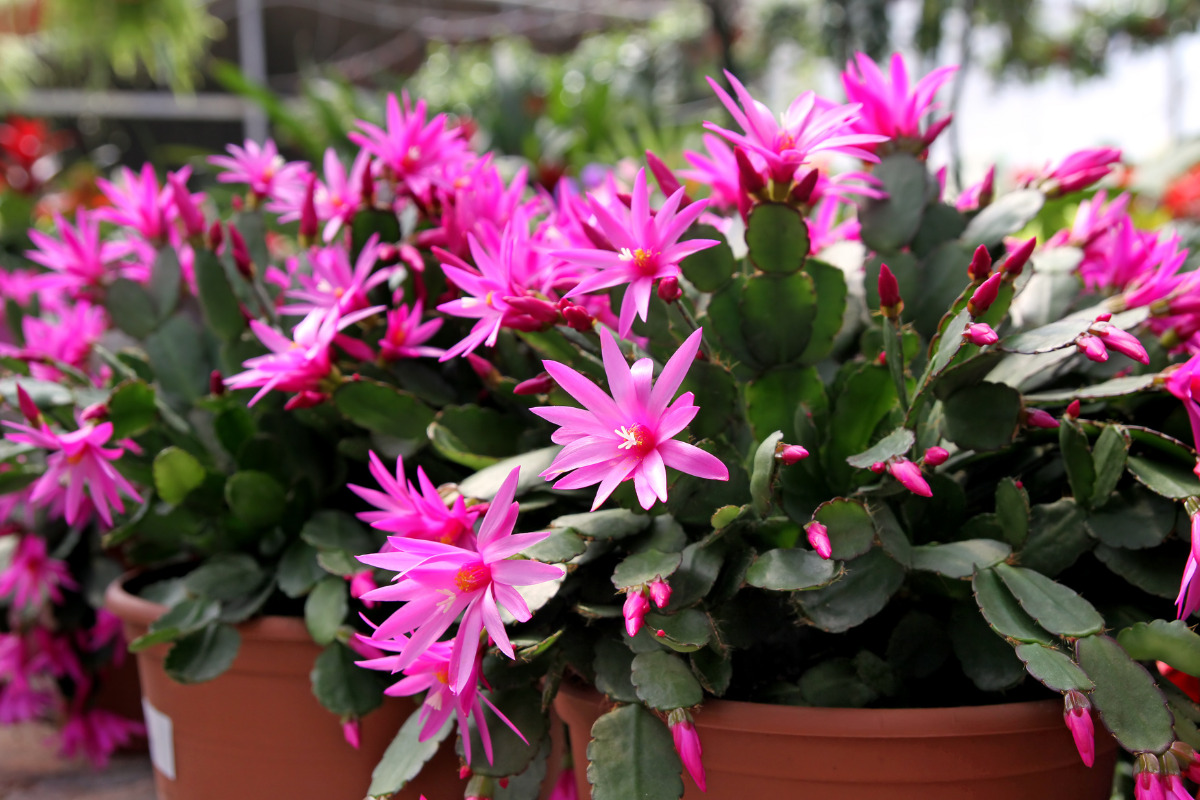 some easter cactus flowers