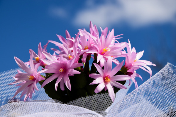 a basket of easter cactus plants