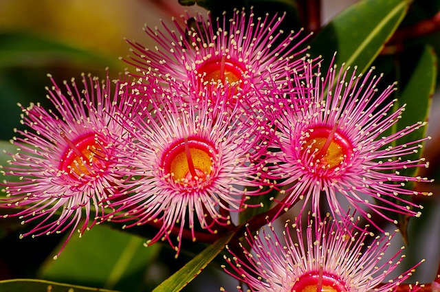 eucalyptus flower