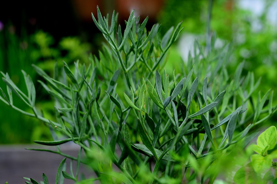 fennel plant