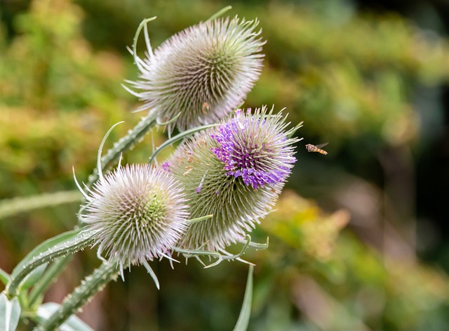 flannel flower