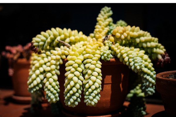 fresh burros tail plant