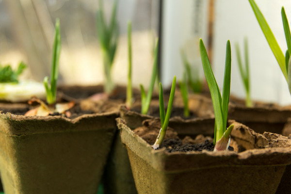 garlic plants in pots