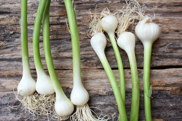 garlic plants 