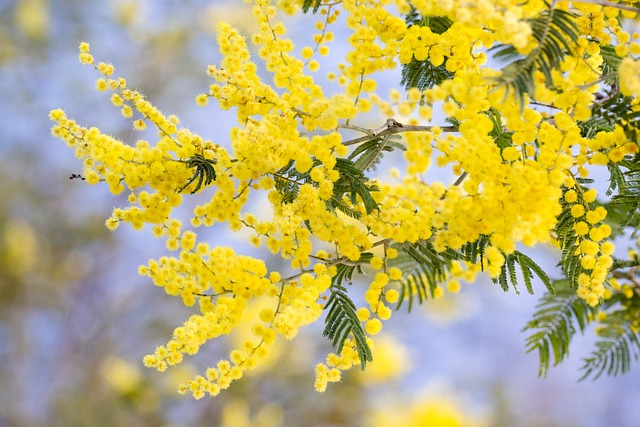 golden wattle