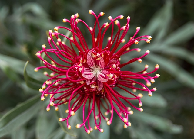 grevillea flower