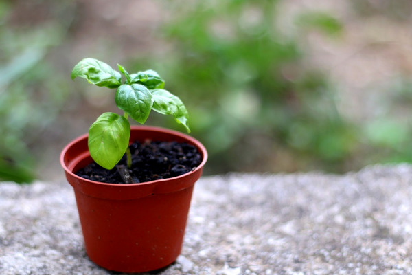 growing basil from seed