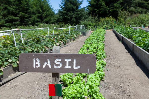 growing basil outdoors