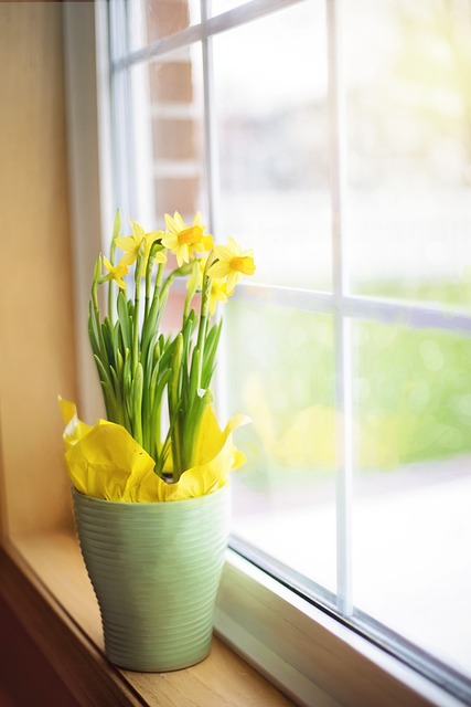 growing daffodils from seed