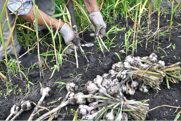 person harvesting garlic