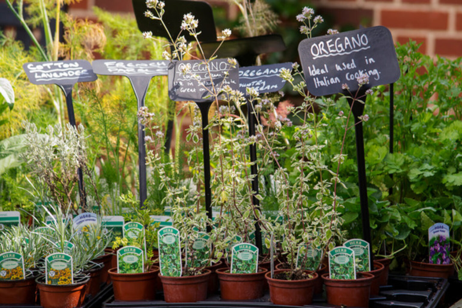 Herbs to Plant Together Companion Planting TopBackyards