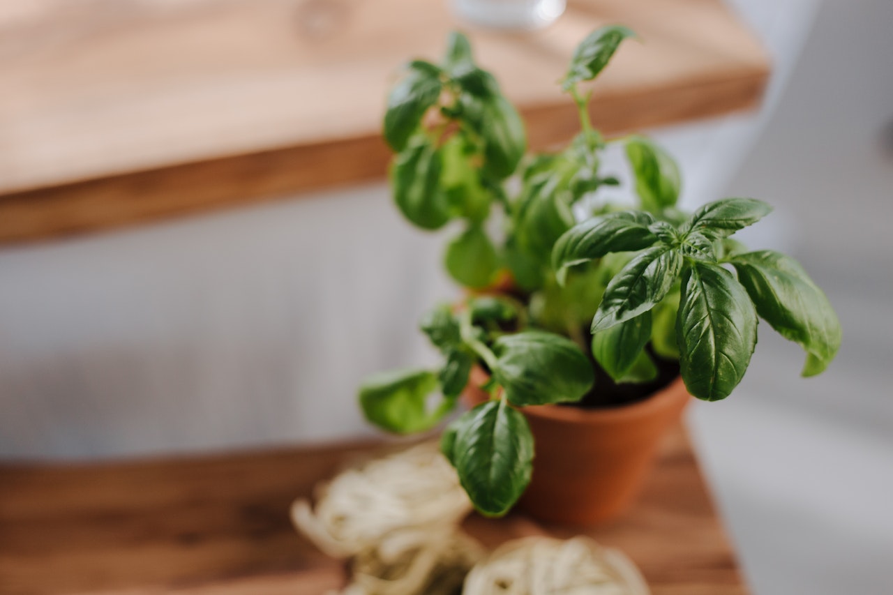 how to grow basil