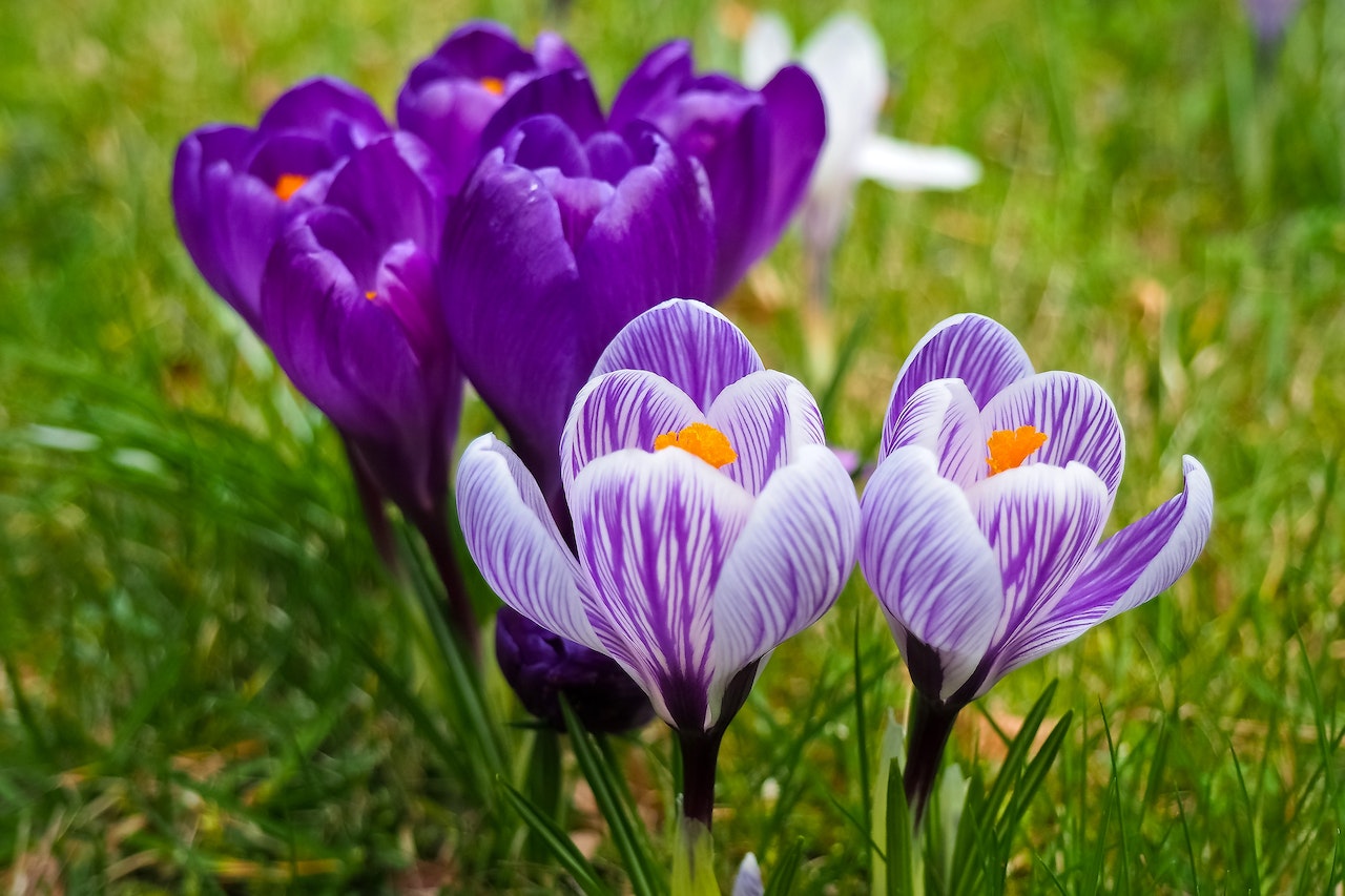 beautiful purple crocus flowers