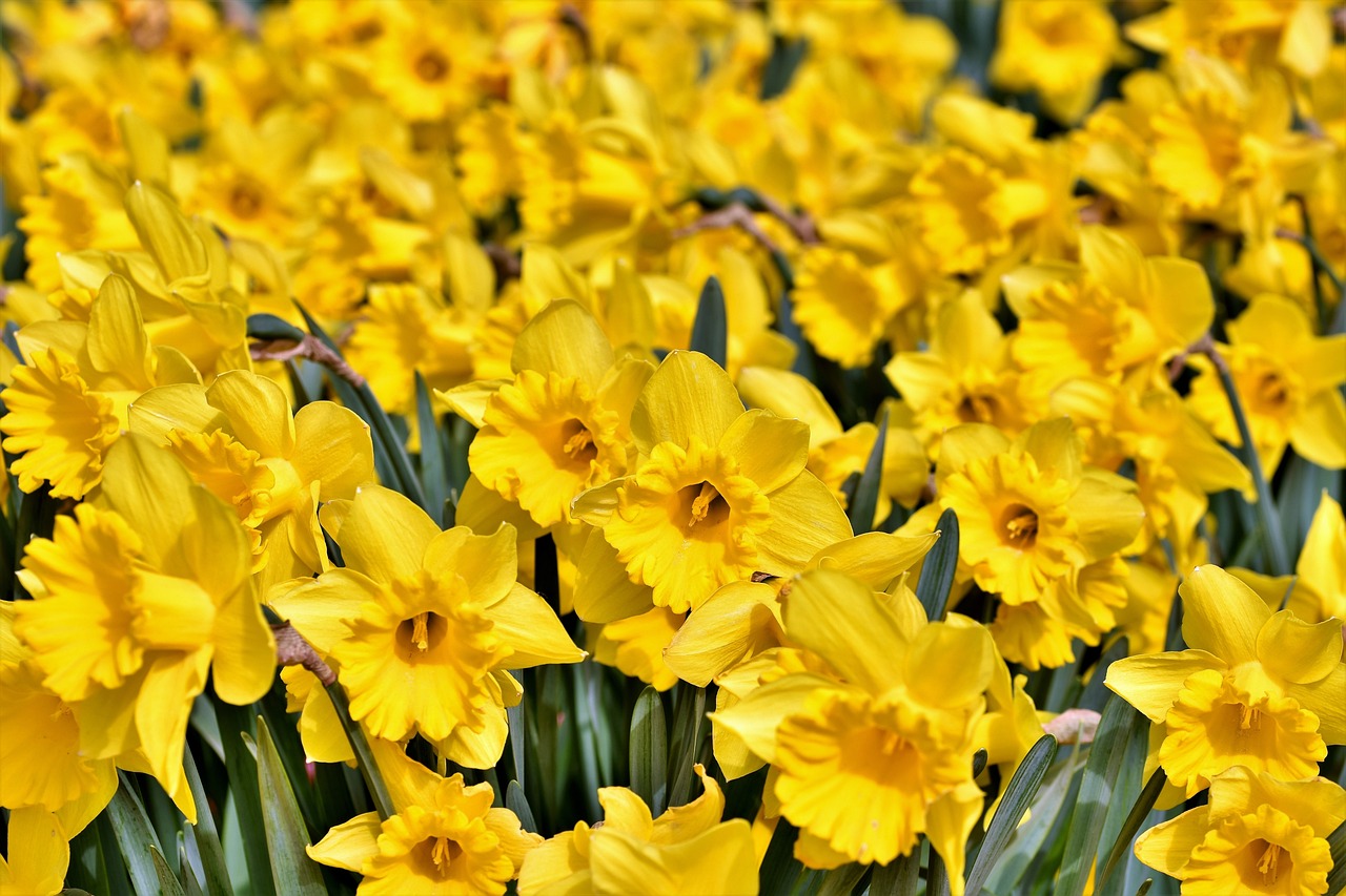 how to grow daffodils