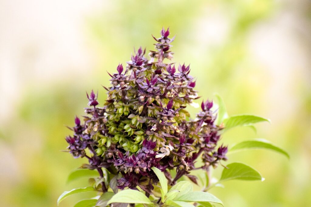 How to Use Basil Flowers A Brief Guide TopBackyards