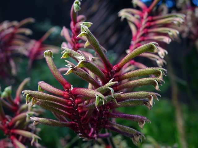 kangaroo paw