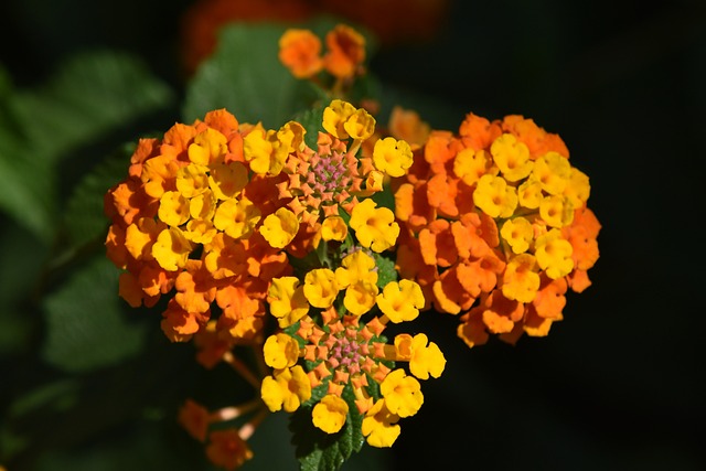 lantana flower