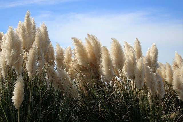 Pampas grass 