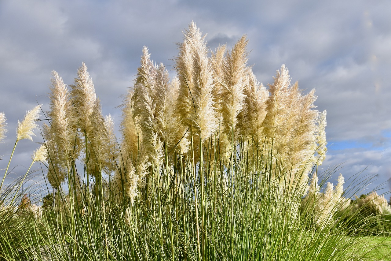 beautiful pampas grass