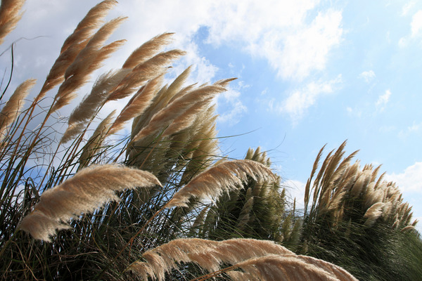 pampas grass waving in the wind