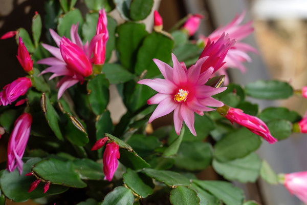 pink easter cactus