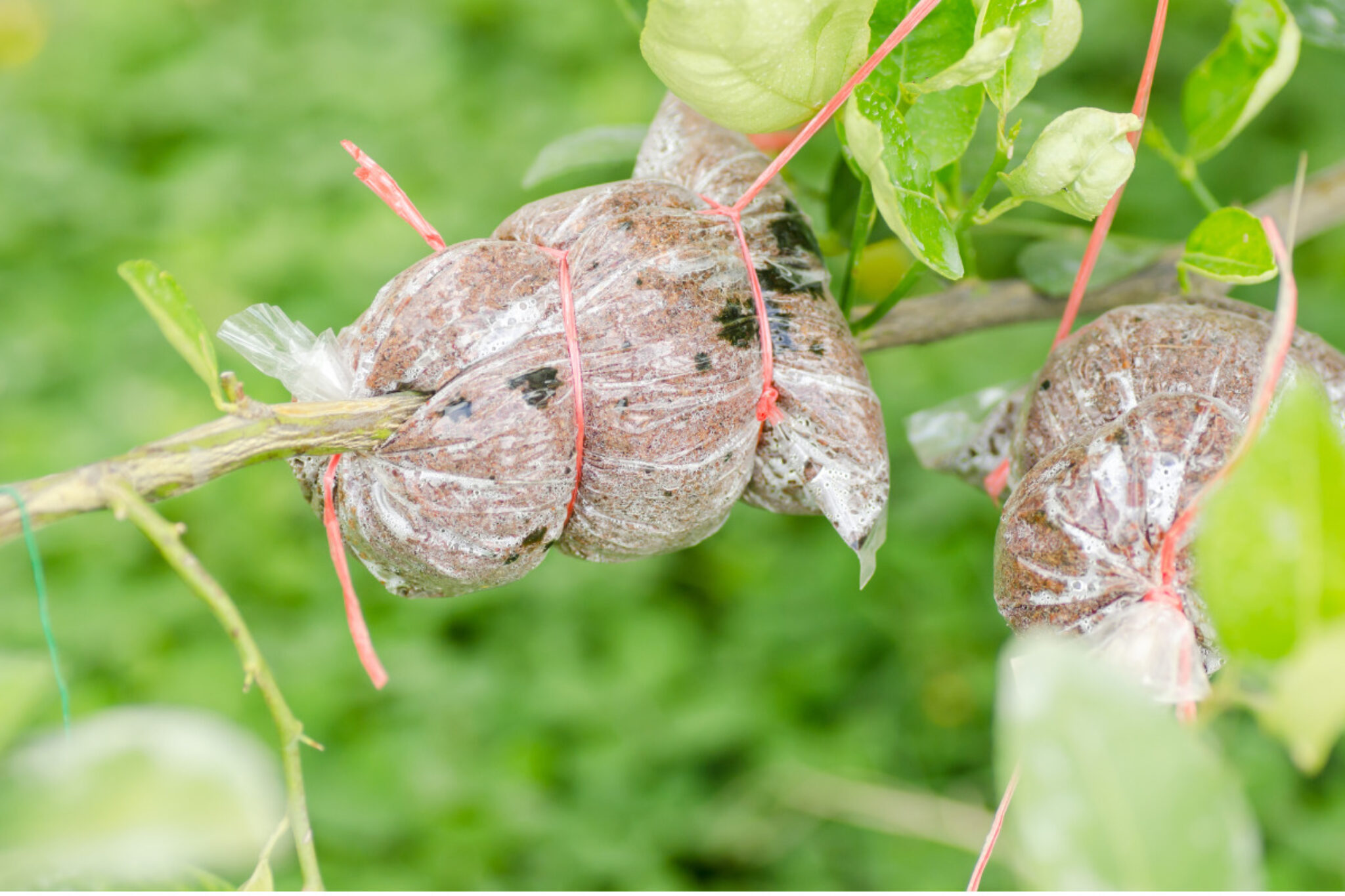 What Is Plant Grafting? – A Beginner’s Guide - TopBackyards