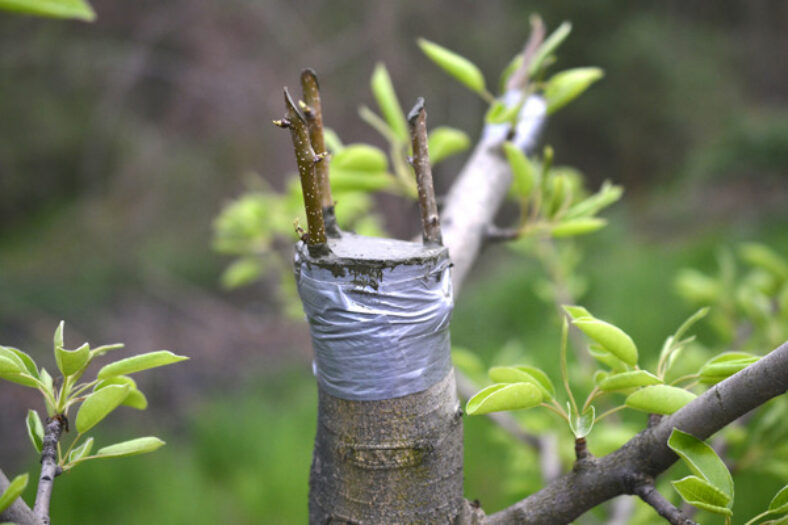 What Is Plant Grafting? – A Beginner’s Guide - TopBackyards