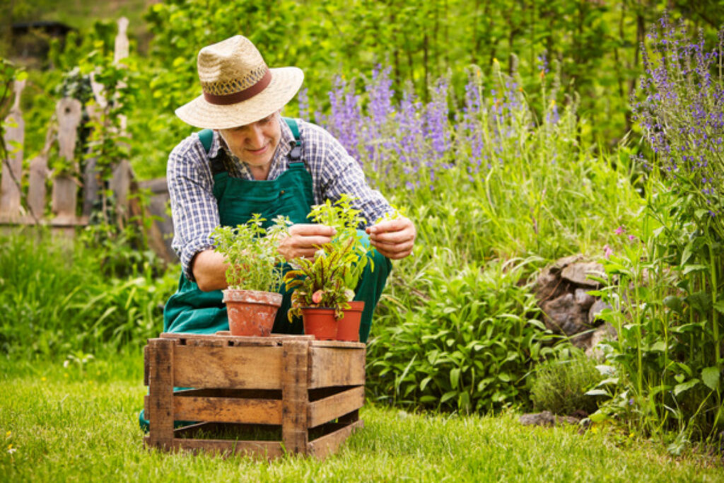 Herbs to Plant Together - Companion Planting - TopBackyards