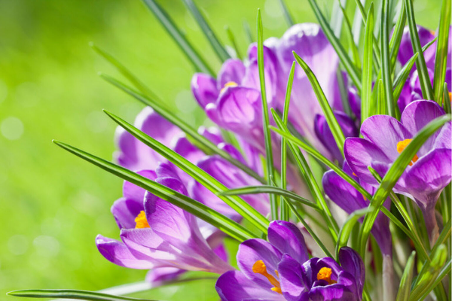 How to Grow Crocus A Quick Guide TopBackyards