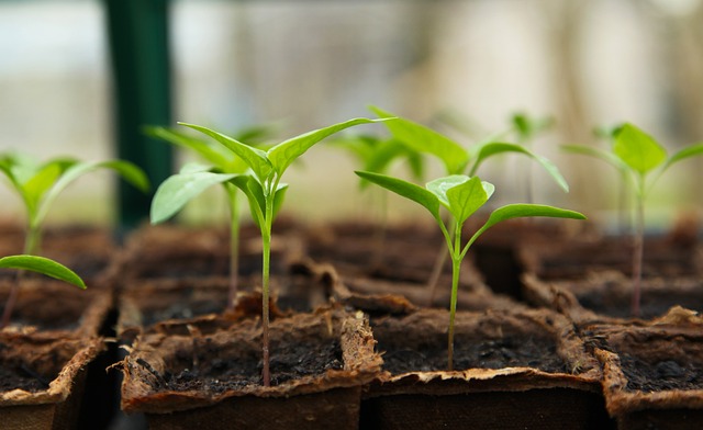 seedlings for a cold frame