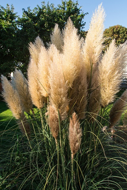 pampas grass