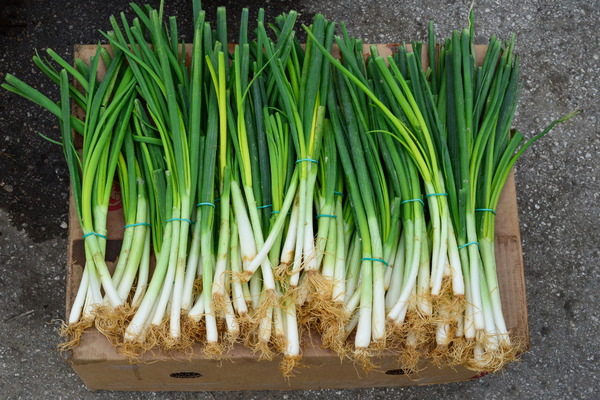 spring onions