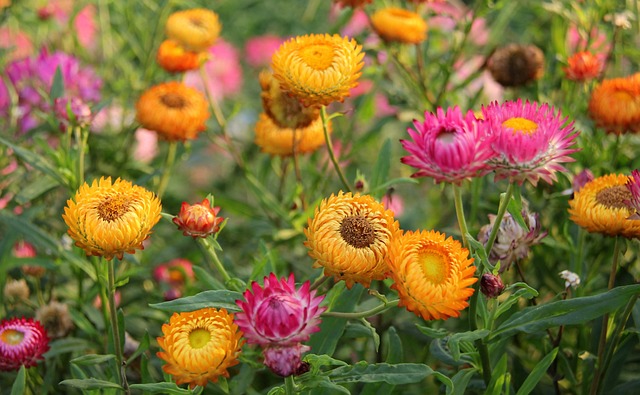 strawflower