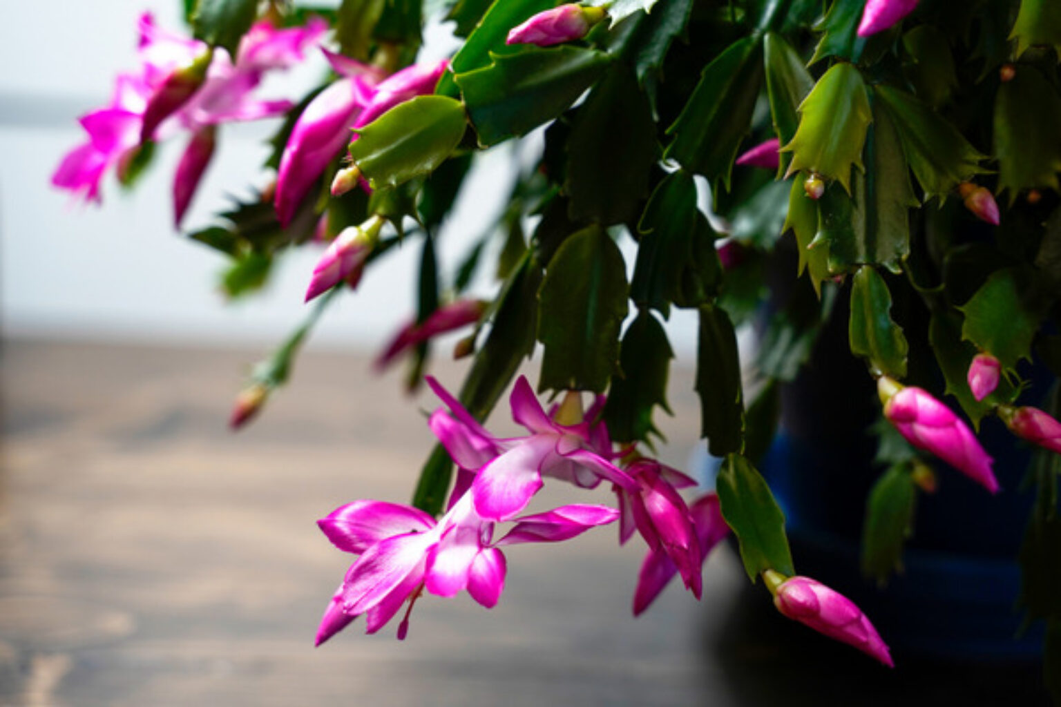 How to Grow Thanksgiving Cactus - A Quick Guide - TopBackyards