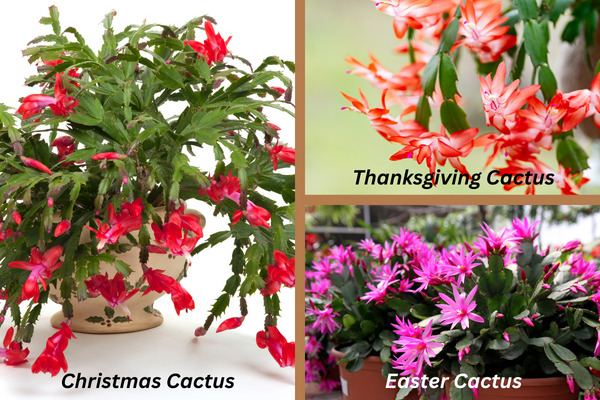 thanksgiving easter and christmas cacti