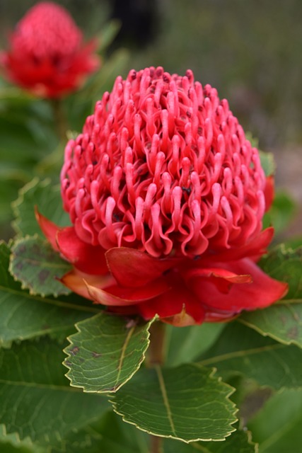 waratah flower