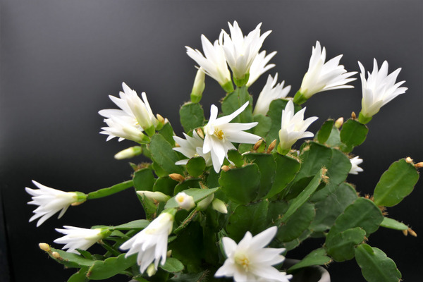 white easter cactus