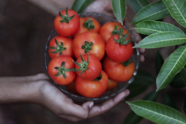 a handful of tomatoes