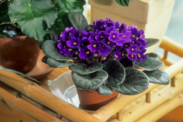 african violet flowers purple