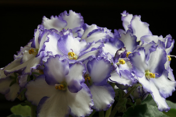 african violets