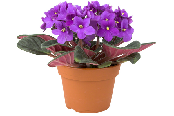 african violets